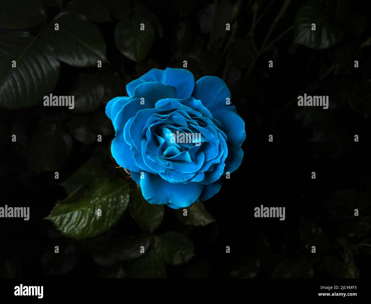 Rose bleue avec des feuilles sur une branche, sur un fond noir Banque D'Images