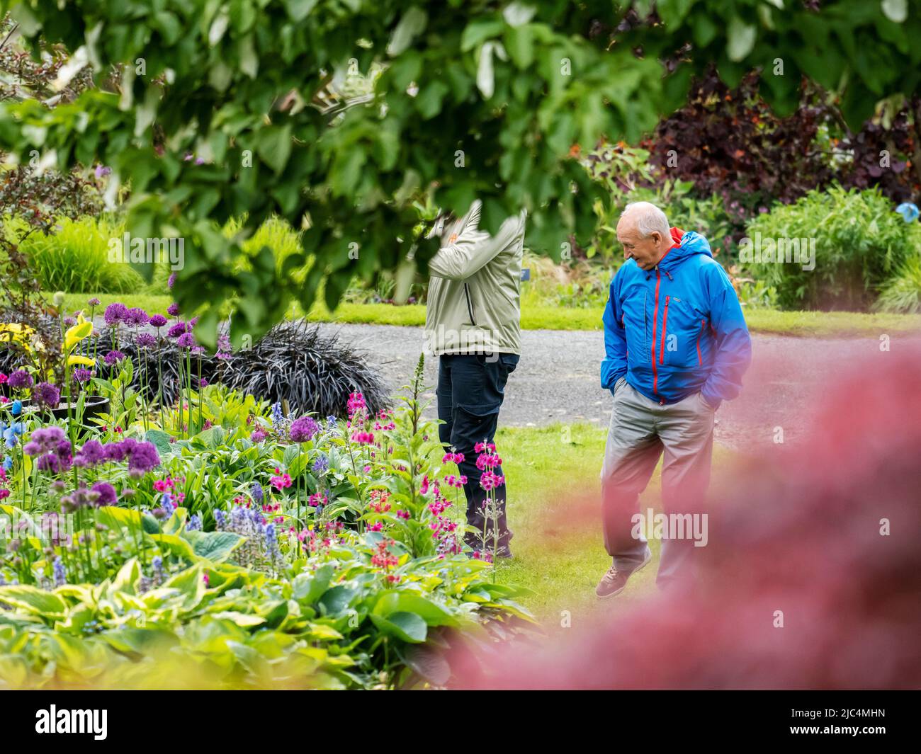 Des aliums fleurissent parmi les Hostas à Holehbird Gardens, Windermere, Lake District, Royaume-Uni avec un homme qui prend une photo. Banque D'Images