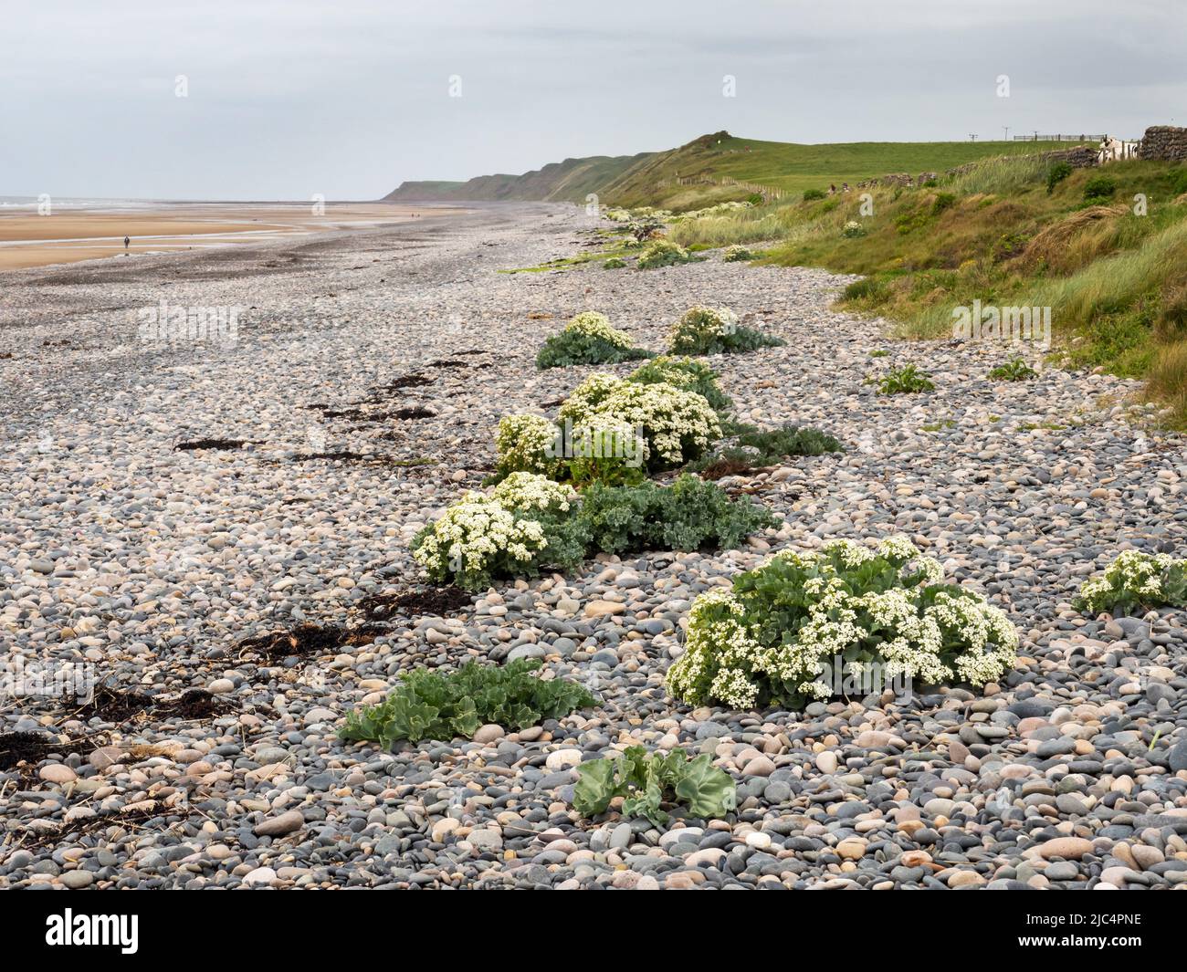 Le chou de mer, Crambe maritima fleurit sur la plage de Silecroft, Cumbria, Royaume-Uni. Banque D'Images