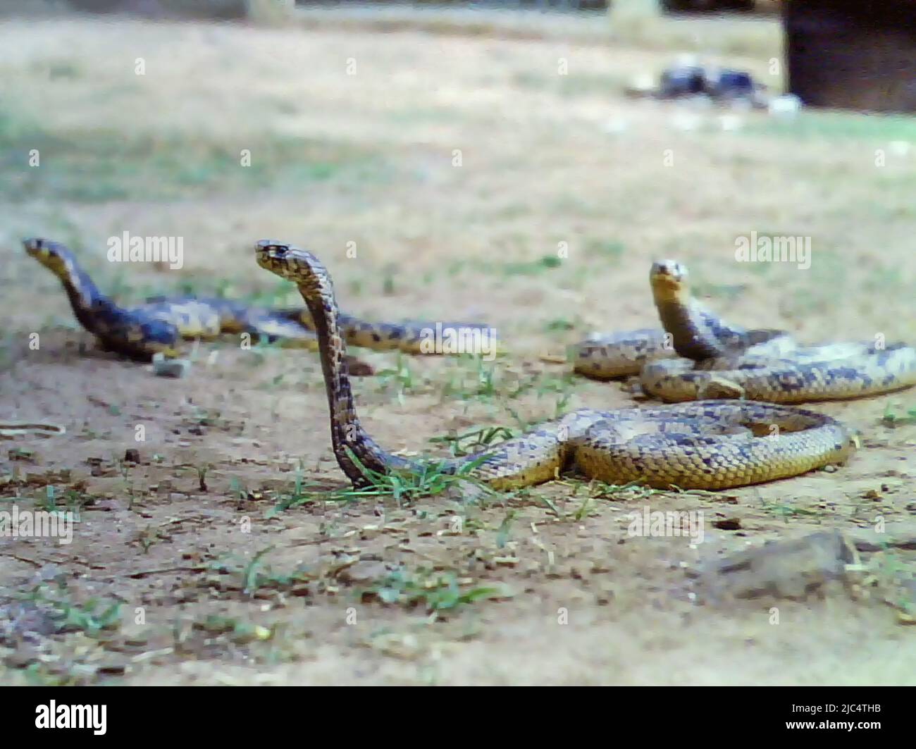 Serpents près des bâtiments du camp de Birmanie à Accra, Ghana c. 1959 Banque D'Images