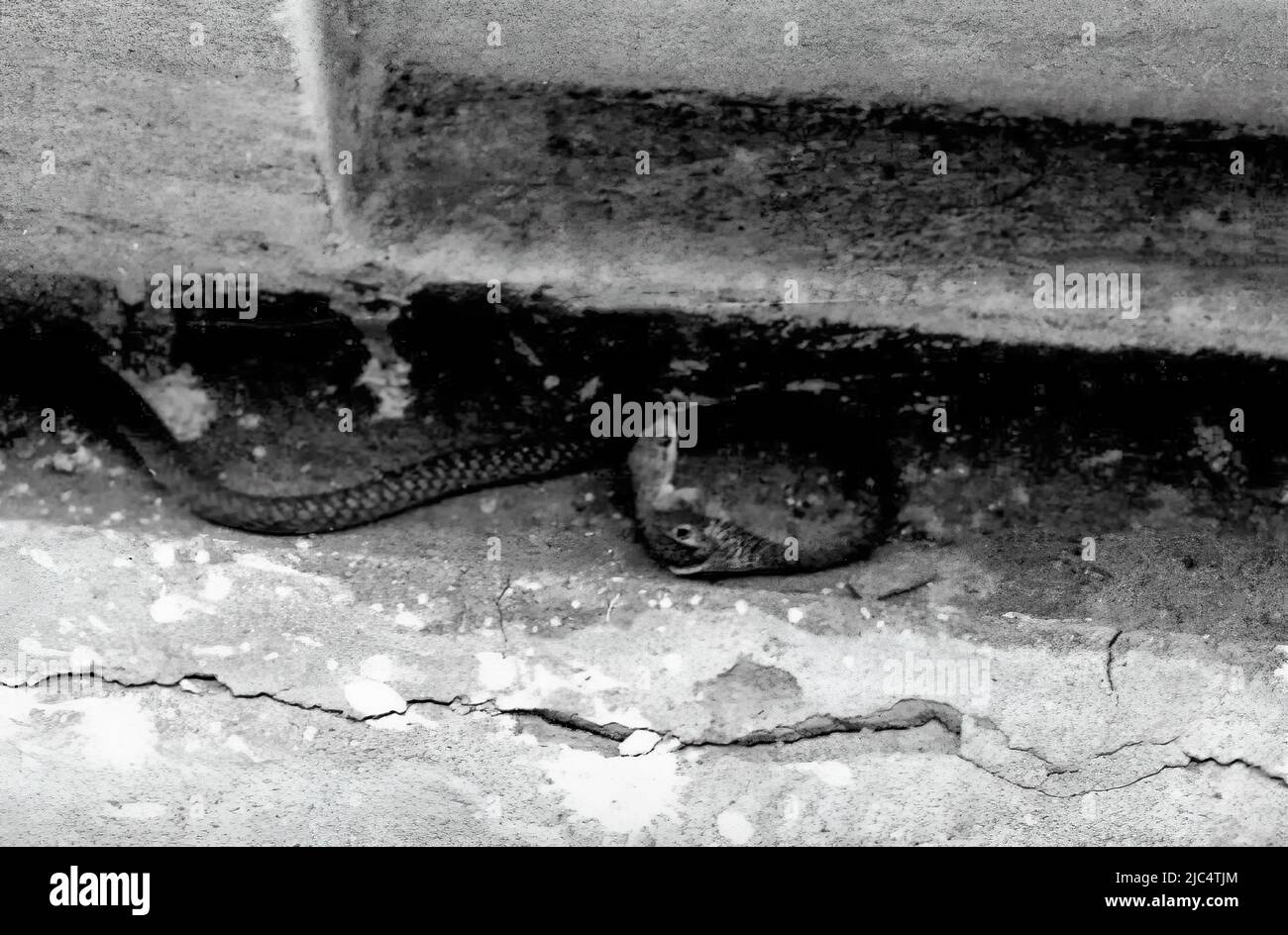 Serpents près des bâtiments du camp de Birmanie à Accra, Ghana c. 1959 Banque D'Images
