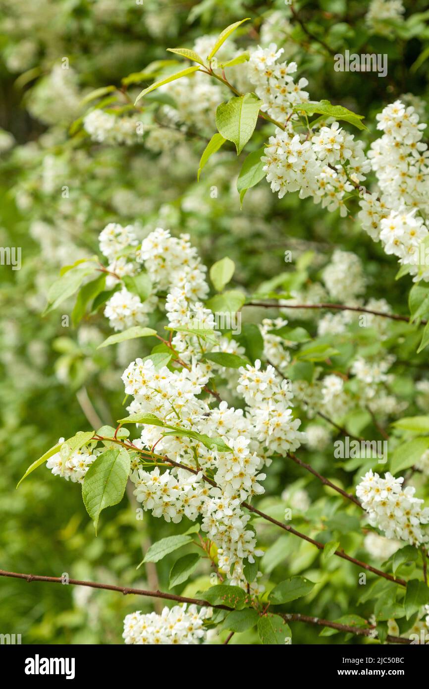 Philadelphus coronarius (orange modèle) Banque D'Images