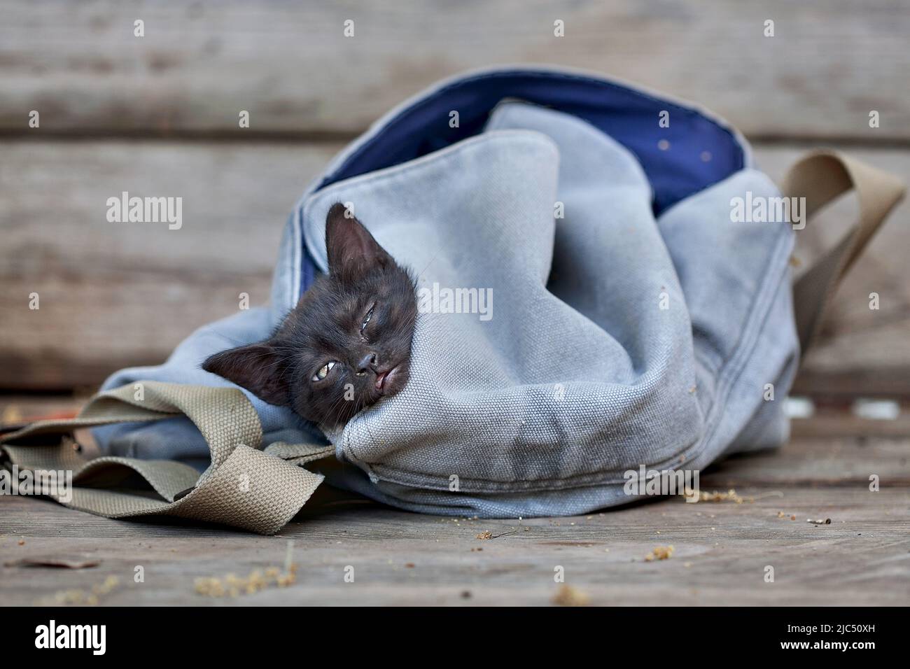 Adorable chaton dans un sac pour un visage amusant. Banque D'Images