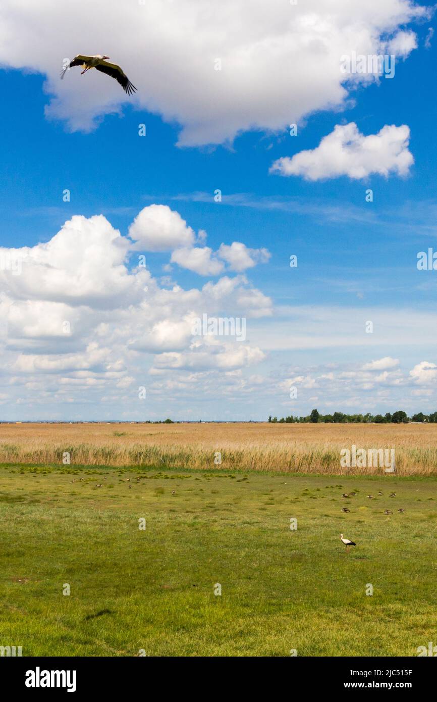 Ciconie blanche européenne (Ciconia ciconia) survolant les roseaux du lac Ferto Neusiedl, Rust am See, Burgenland, Autriche Banque D'Images