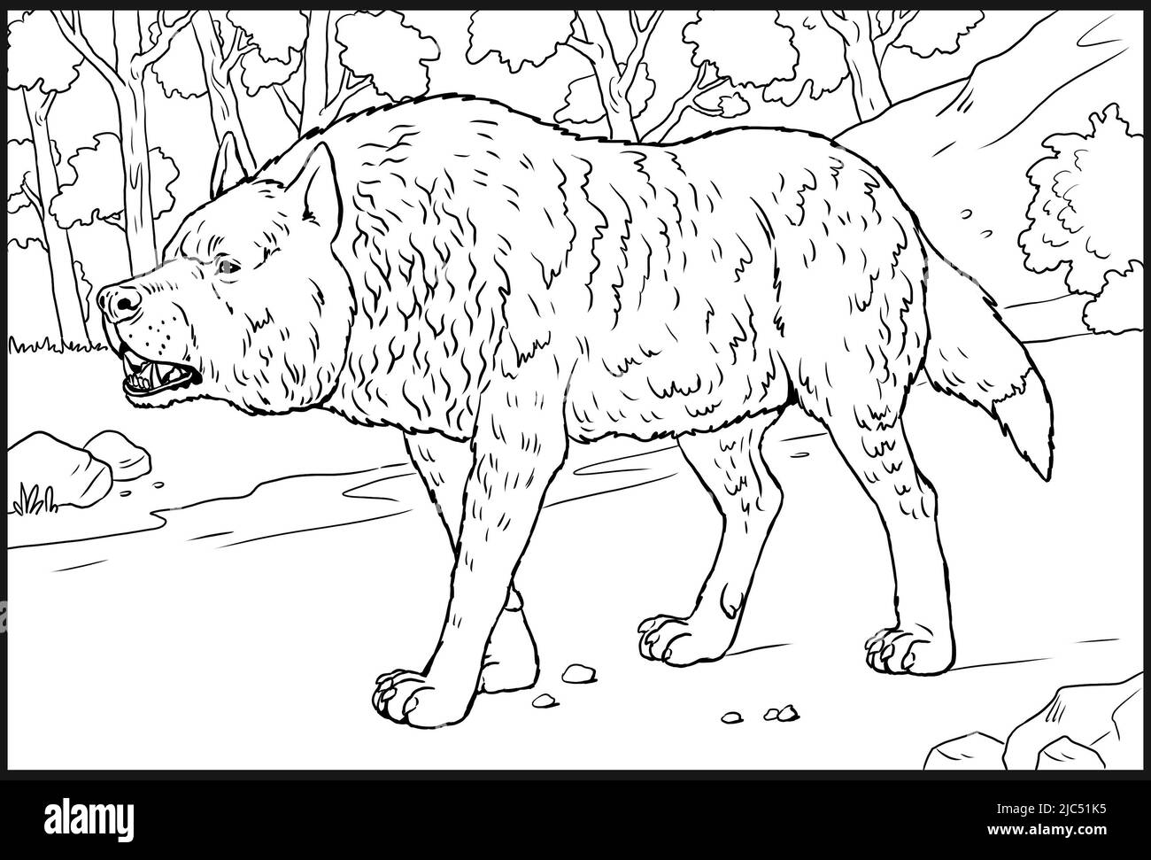 Gros loup gris à la chasse. Wolf Chasing Little Red Riding Hood. Livre