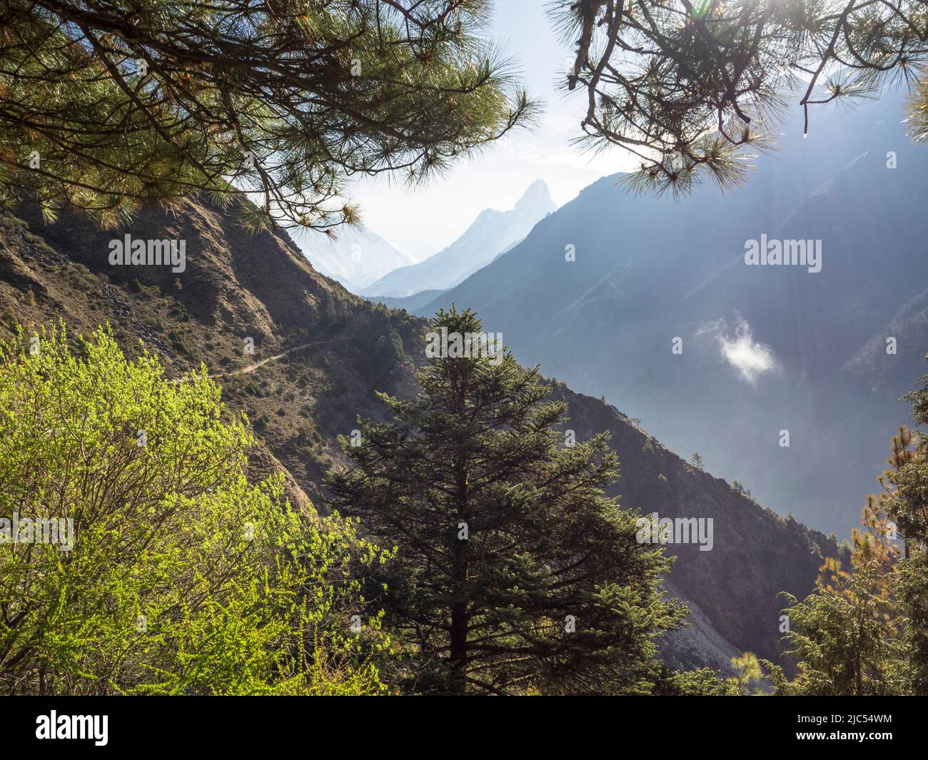 AMA Dablam (6856m) encadrée par des conifères himalayens le long de la route de trekking vers Tengboche Banque D'Images