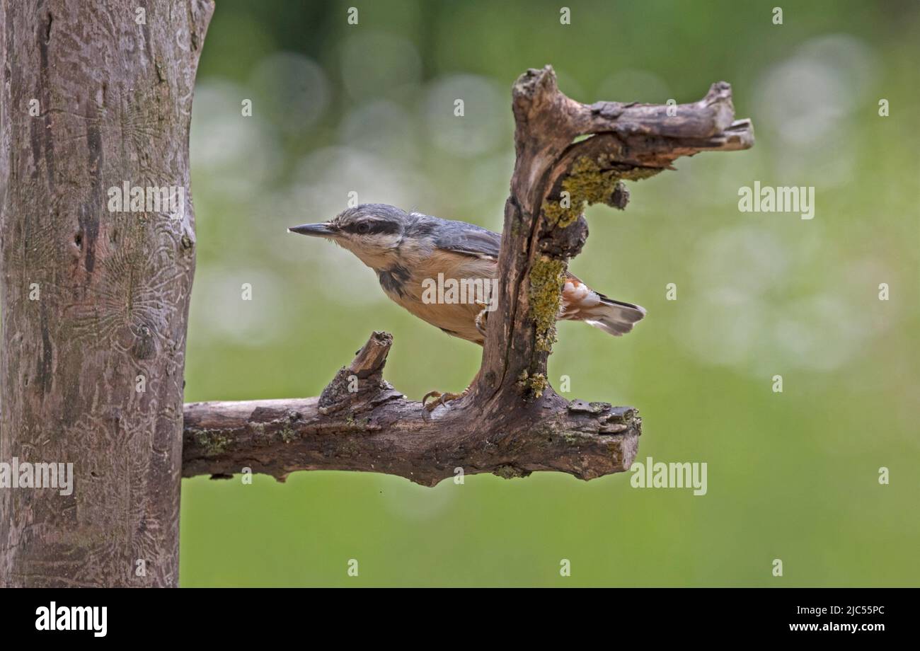 Unique Nuthatch Sitta europaea perchée sur la branche de l'arbre mort Cotswolds Royaume-Uni Banque D'Images