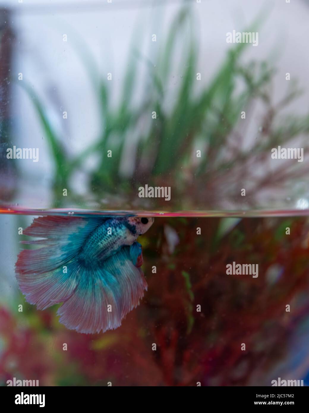 Animaux de compagnie de la demi-lune multicolores poissons bêta (Betta splendens) dans un bol à poissons et nageant juste en dessous de la surface de l'eau. Également connu sous le nom de fis de combat siamois Banque D'Images