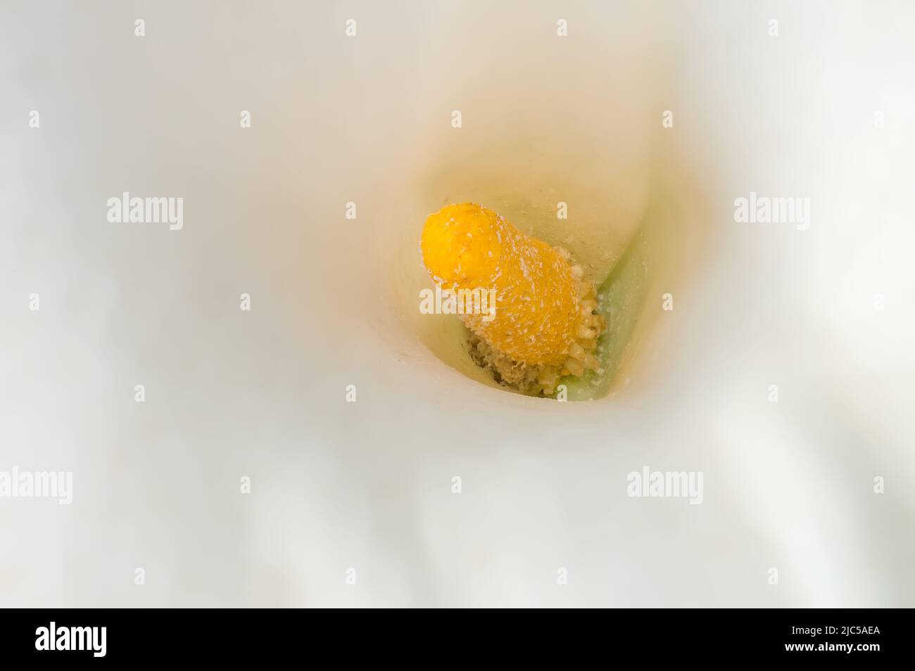 Vue rapprochée d'une fleur de nénuphars blanche. Photo macro. Banque D'Images