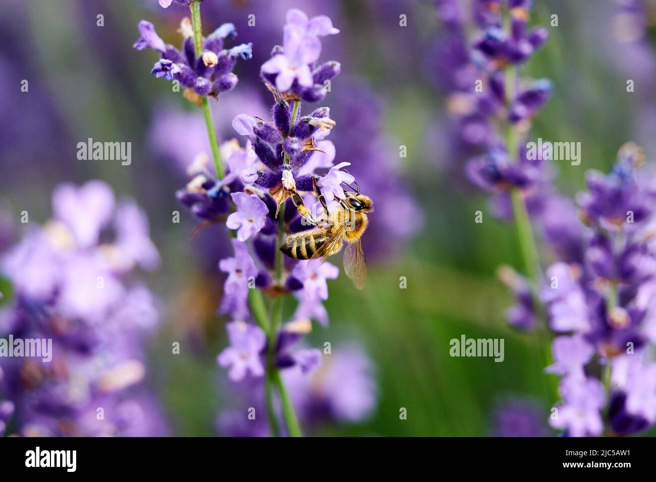 Une abeille à la recherche de pollen sur une fleur pourpre Banque D'Images