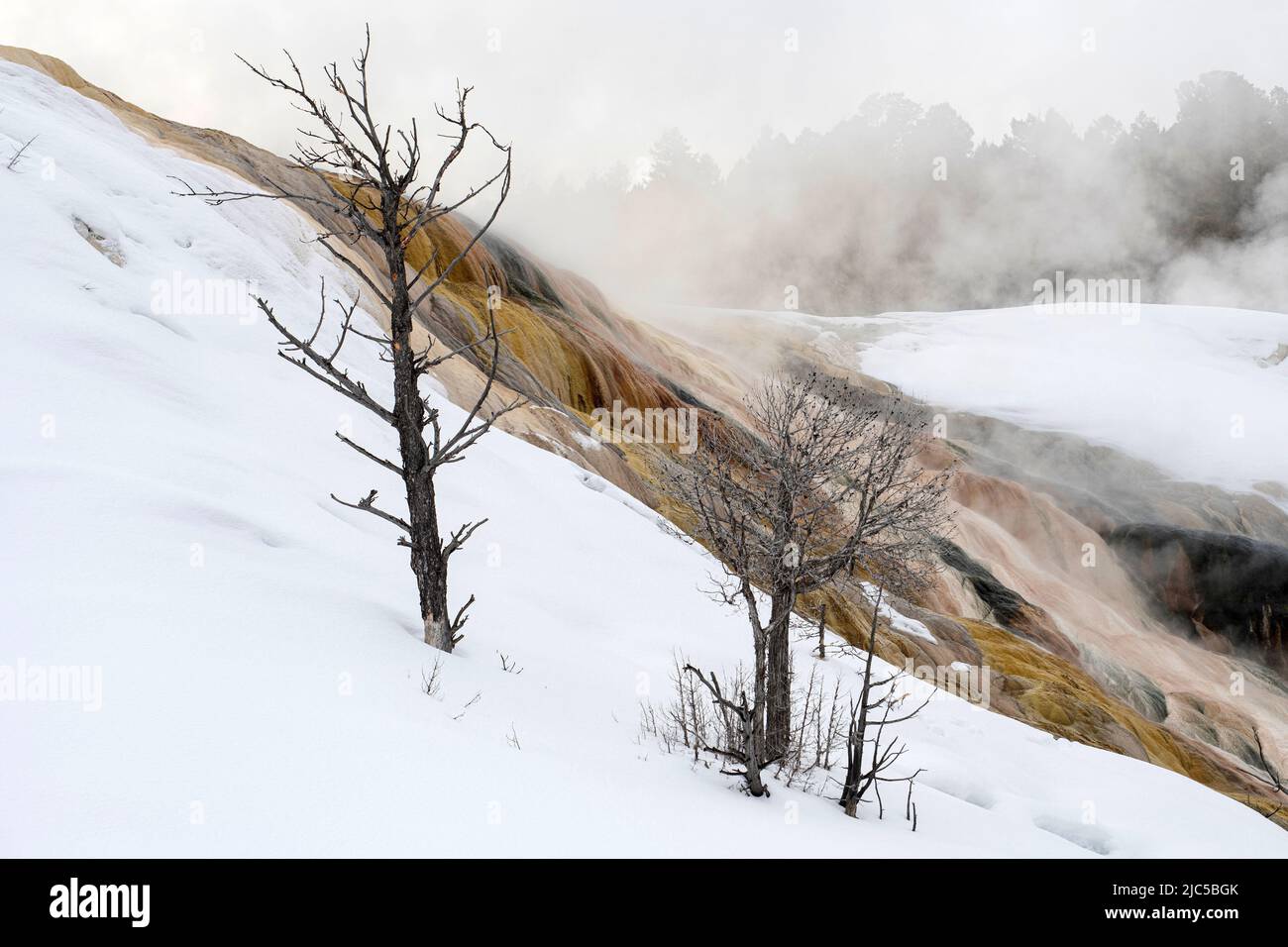 États-Unis, montagnes Rocheuses, Wyoming, Parc national de Yellowstone, Mammoth Hot Springs, scène d'hiver *** Légende locale *** États-Unis, montagnes Rocheuses, Wyoming, Yello Banque D'Images