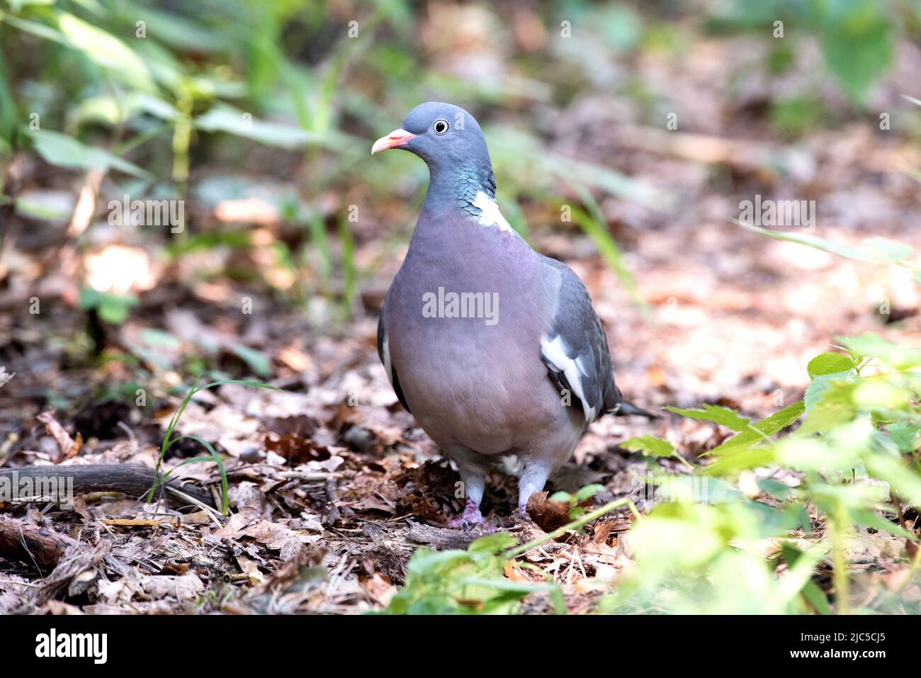 Ringeltaube am Boden *** Légende locale *** Columba palumbus, pigeons de champ, pigeons de champ, pigeons de ringlet, pigeons de ringlet, pigeon, pigeons, pigeon bi Banque D'Images