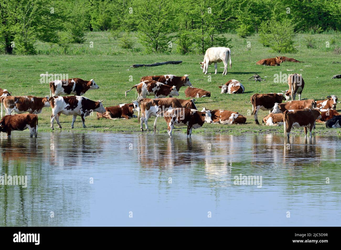 Weidende Kühe, an der Donau, Serbien Banque D'Images