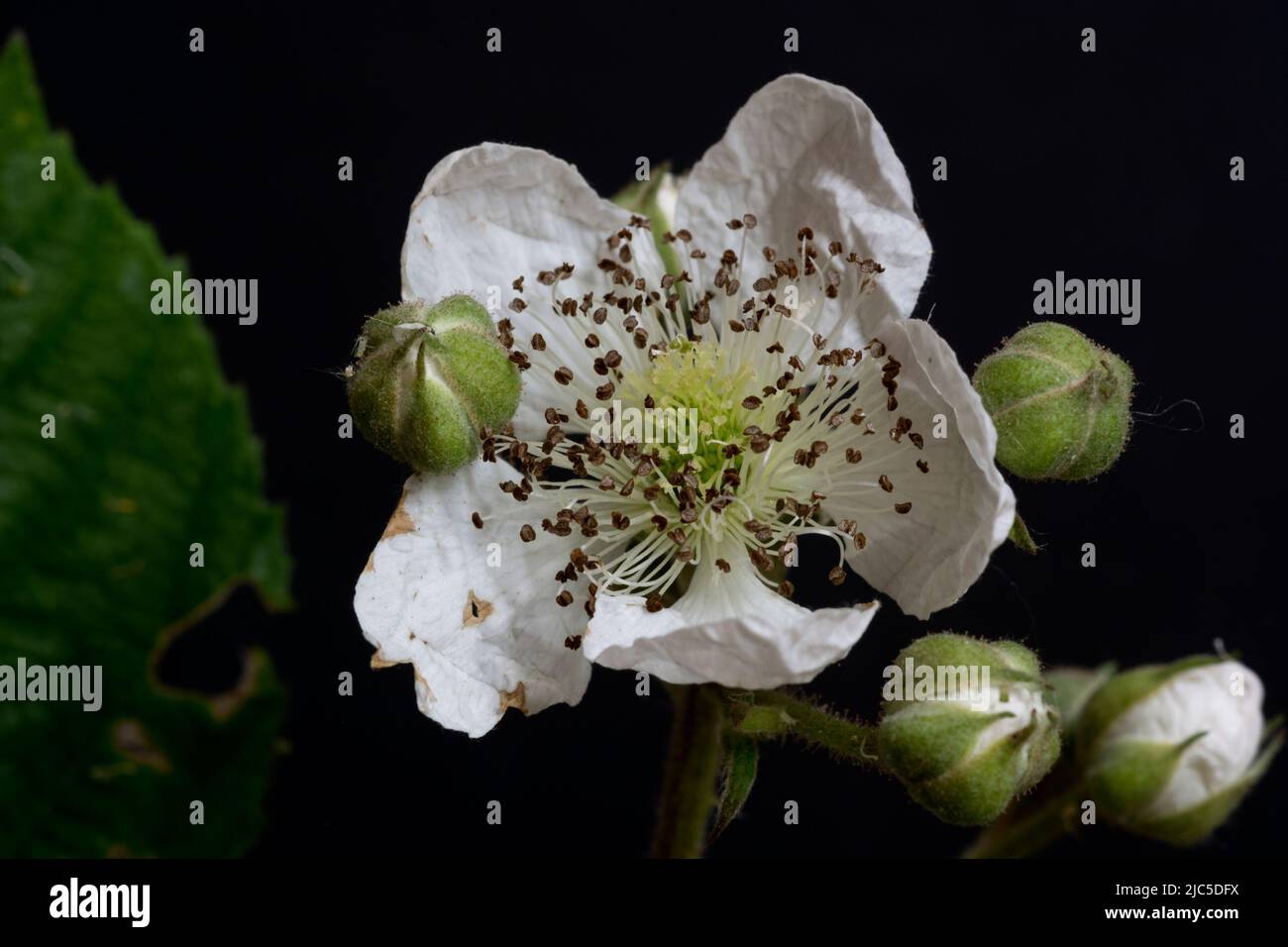 Fleur de Bramble (Rubus fruticosus), gros plan sur fond noir. Banque D'Images