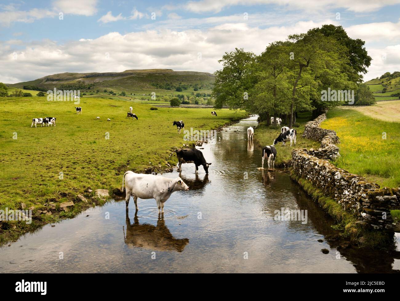 Pâturage du bétail, Austwick, parc national de Yorkshire Dales, Royaume-Uni Banque D'Images