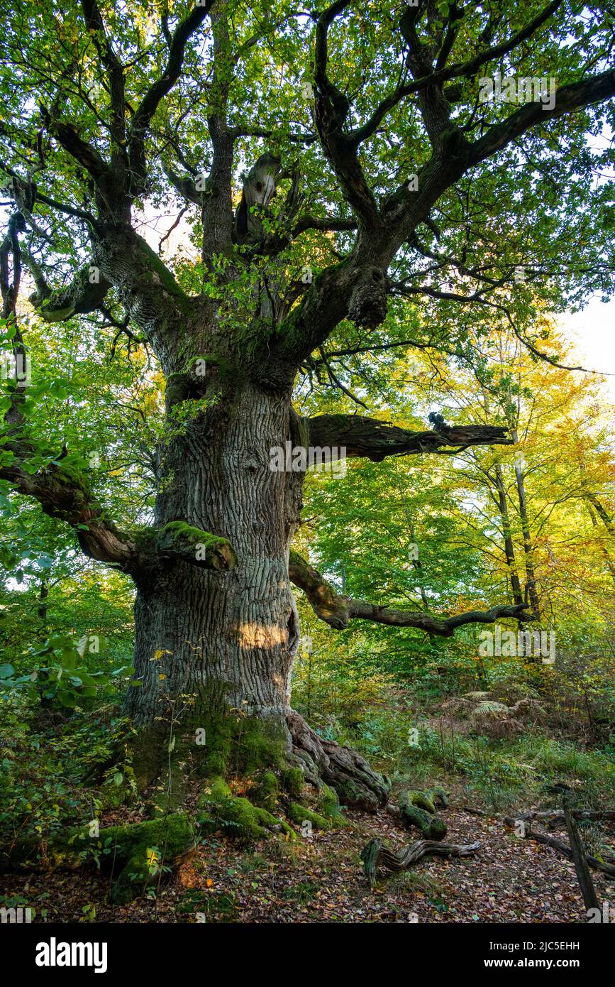 Le vieux chêne puissant appelé 'Kamineiche' dans la forêt ancienne 'Urwald Sababurg', Reinhardswald, Hesse, Allemagne Banque D'Images