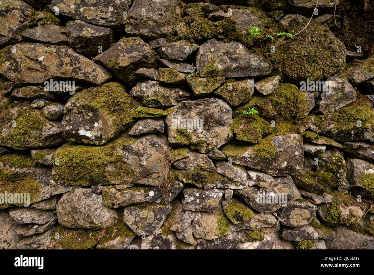 Ancien mur de pierre naturelle, recouvert de mousse, adapté comme une texture de fond naturelle, prise sur l'île de Madère, Portugal Banque D'Images
