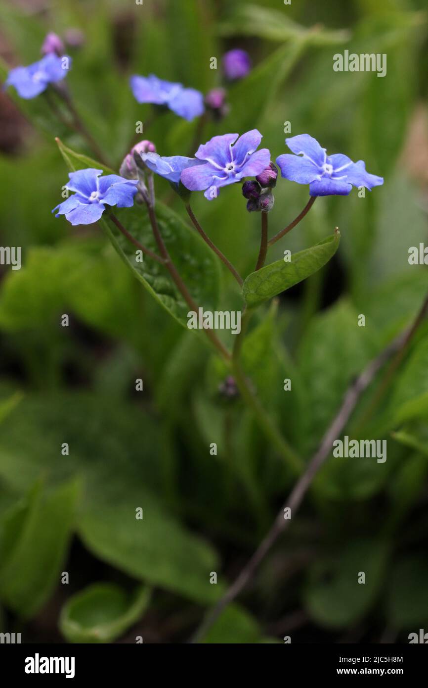 Gros plan sur l'omphalodes verna, une fleur bleue pourpre qui plante dans un jardin, en Lituanie Banque D'Images