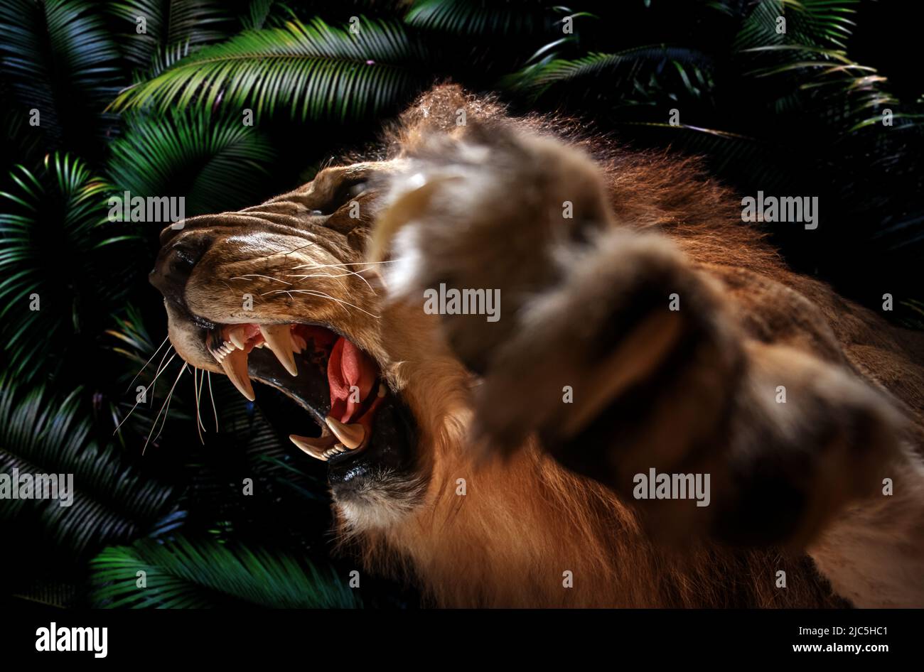 Un portrait d'un lion rugissant, jungle sombre en arrière-plan Banque D'Images