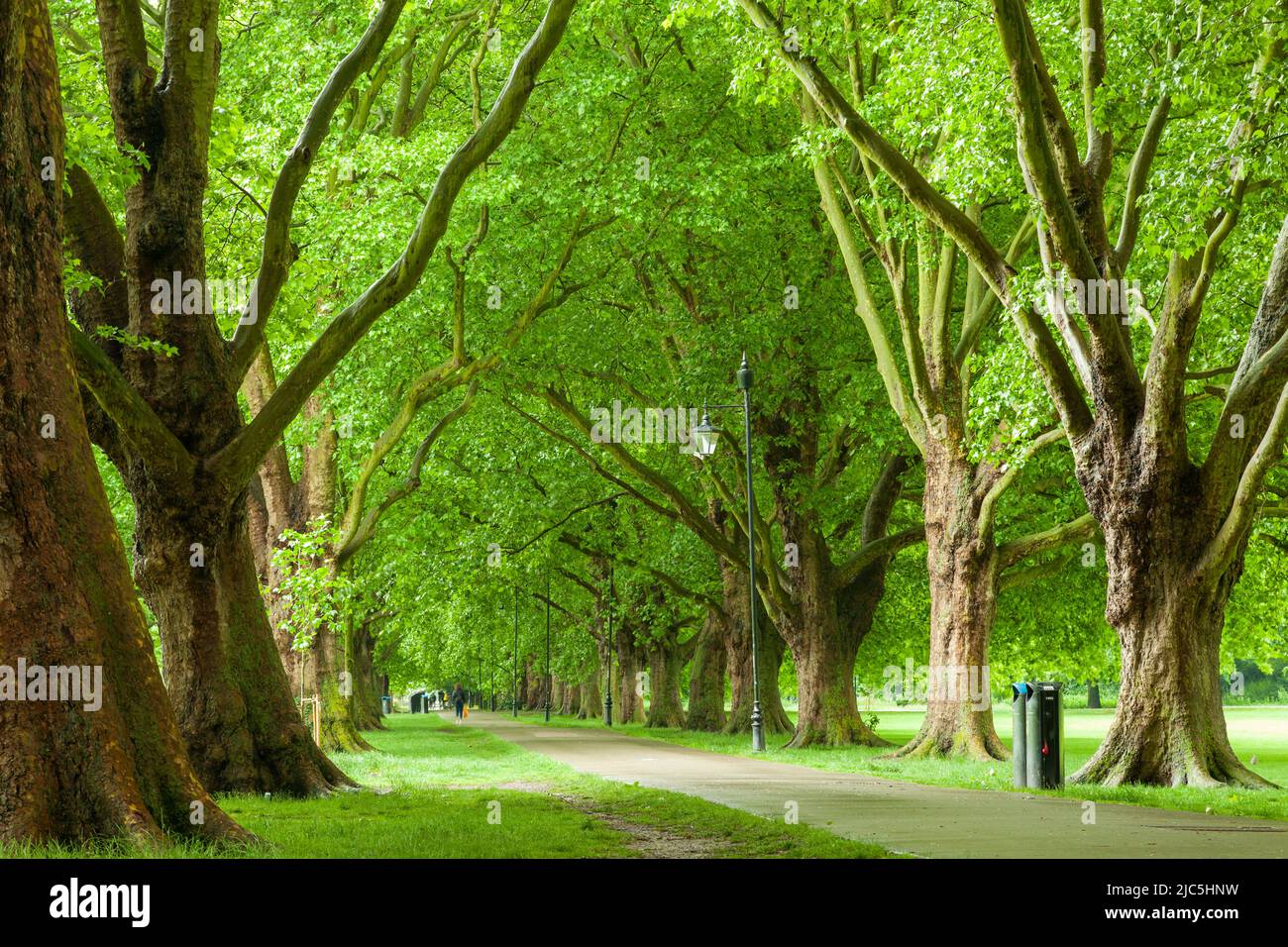 Matin de printemps à Jésus Vert à Cambridge, Angleterre. Banque D'Images