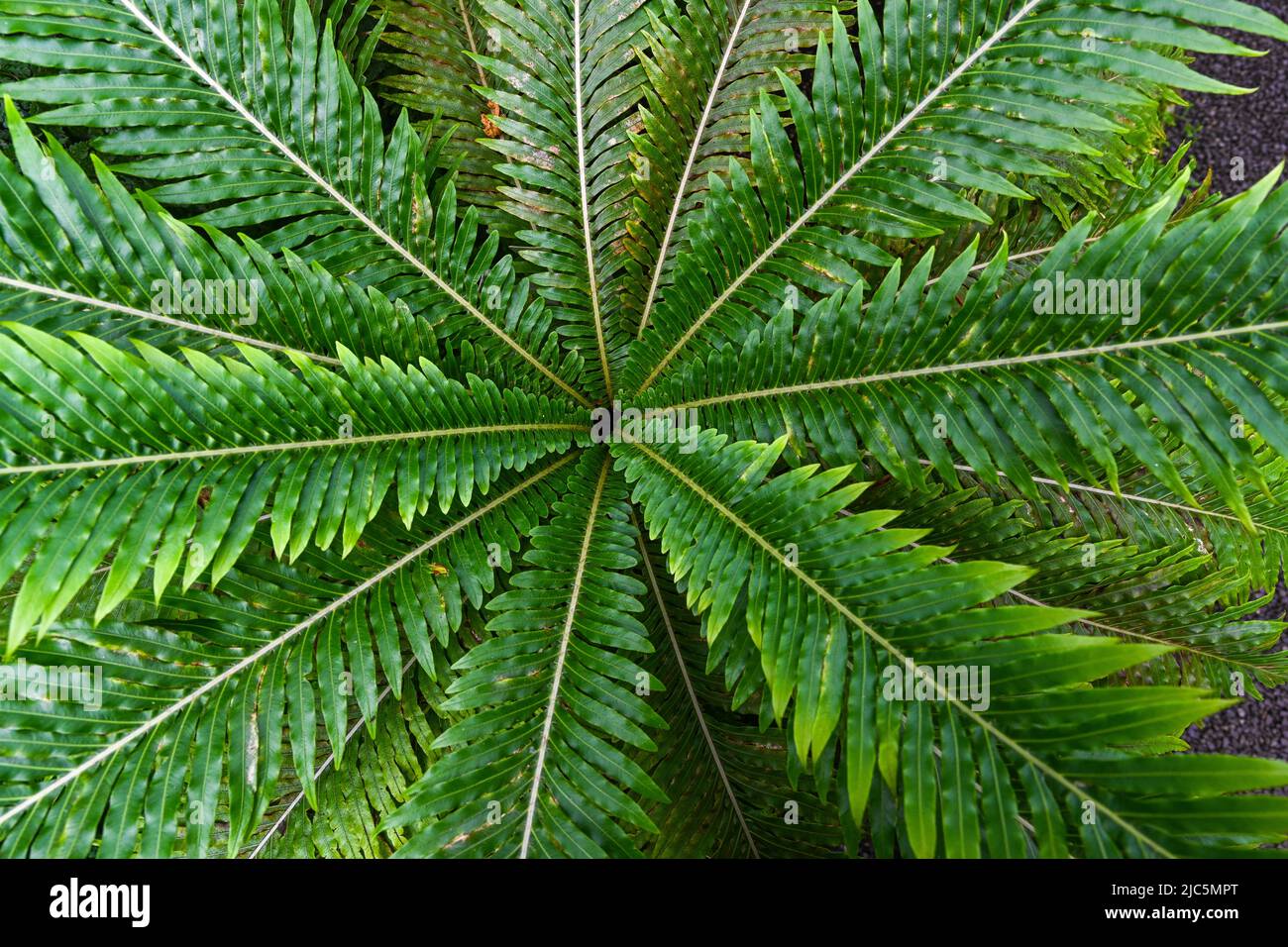 Le genre Blechnum gibbum appelé Silver lady ou Dwarf Tree Fern (Blechnaceae, forme culturelle) est une fougère ‚dur du genre Blechum de la famille des Blechaceae. Banque D'Images
