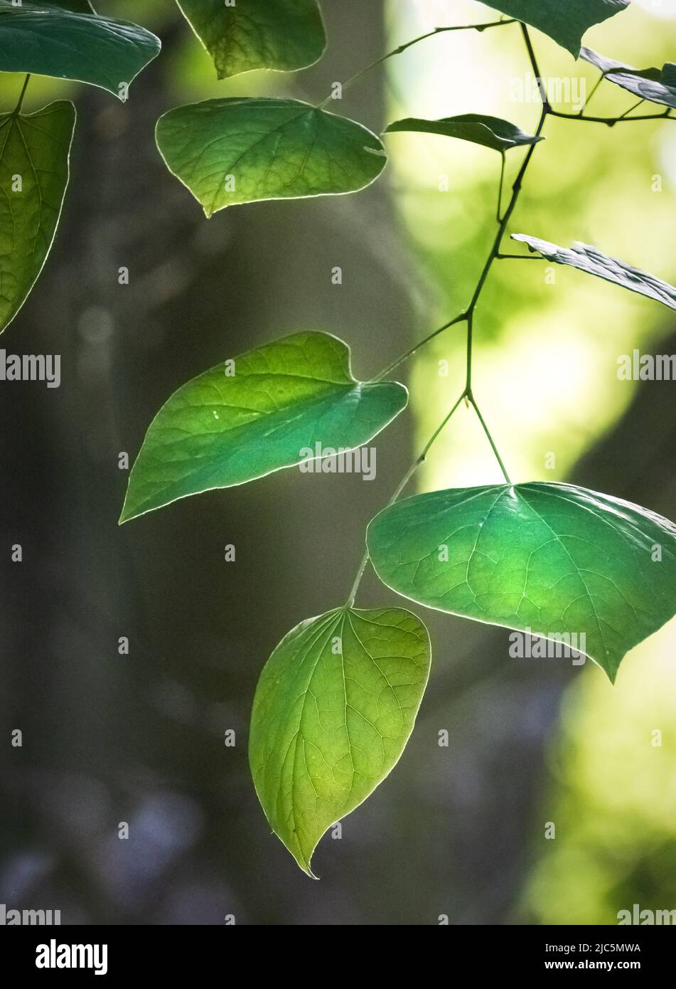 Branche d'un séquoias de l'est, Cerci canadensis, avec des feuilles vertes au printemps ou en été, Lancaster, Pennsylvanie Banque D'Images