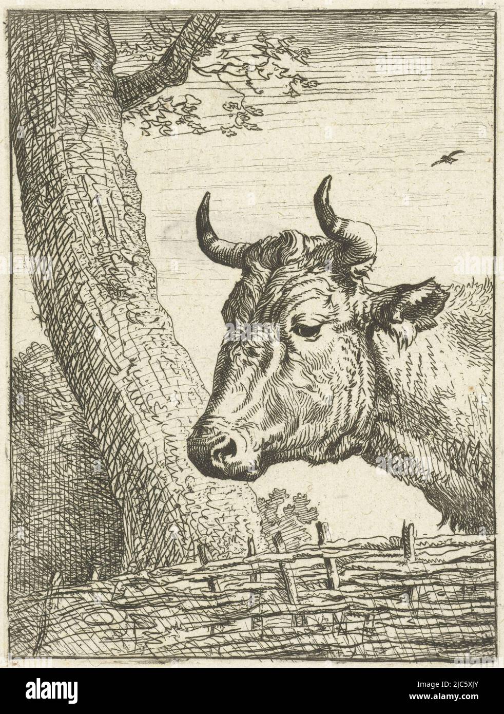 Tête de vache à gauche, imprimeur: Joannes Bemme, Paulus Potter, c. 1801, papier, gravure, h 98 mm × l 73 mm Banque D'Images