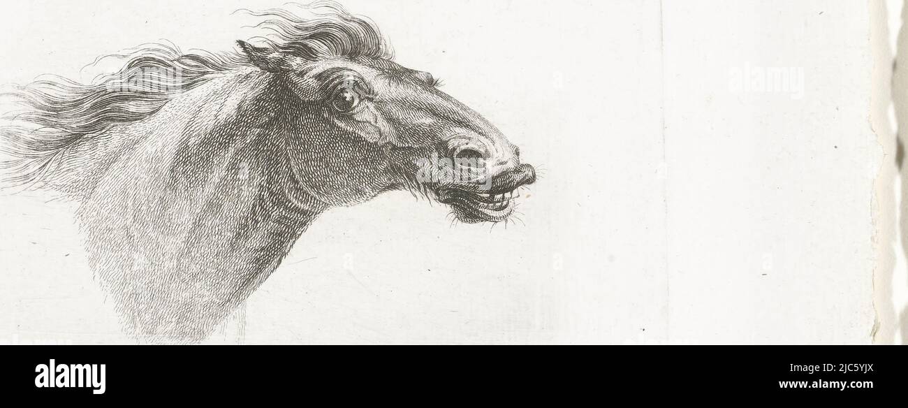 La tête de cheval, à droite chevaux d'après Gerrit Malleyn (titre de la série), dessinateur: Joannes Bemme, dessinateur intermédiaire: Gerrit Malleyn, c. 1800 - avant 1841 et/ou 1801, papier, gravure, h 100 mm - l 140 mm Banque D'Images