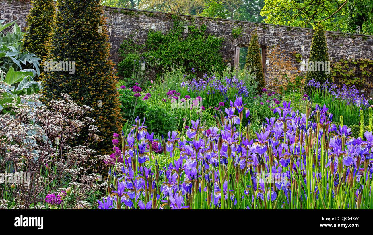 Iris sibirica Perry's Blue dans le jardin clos à Aberglasney Banque D'Images