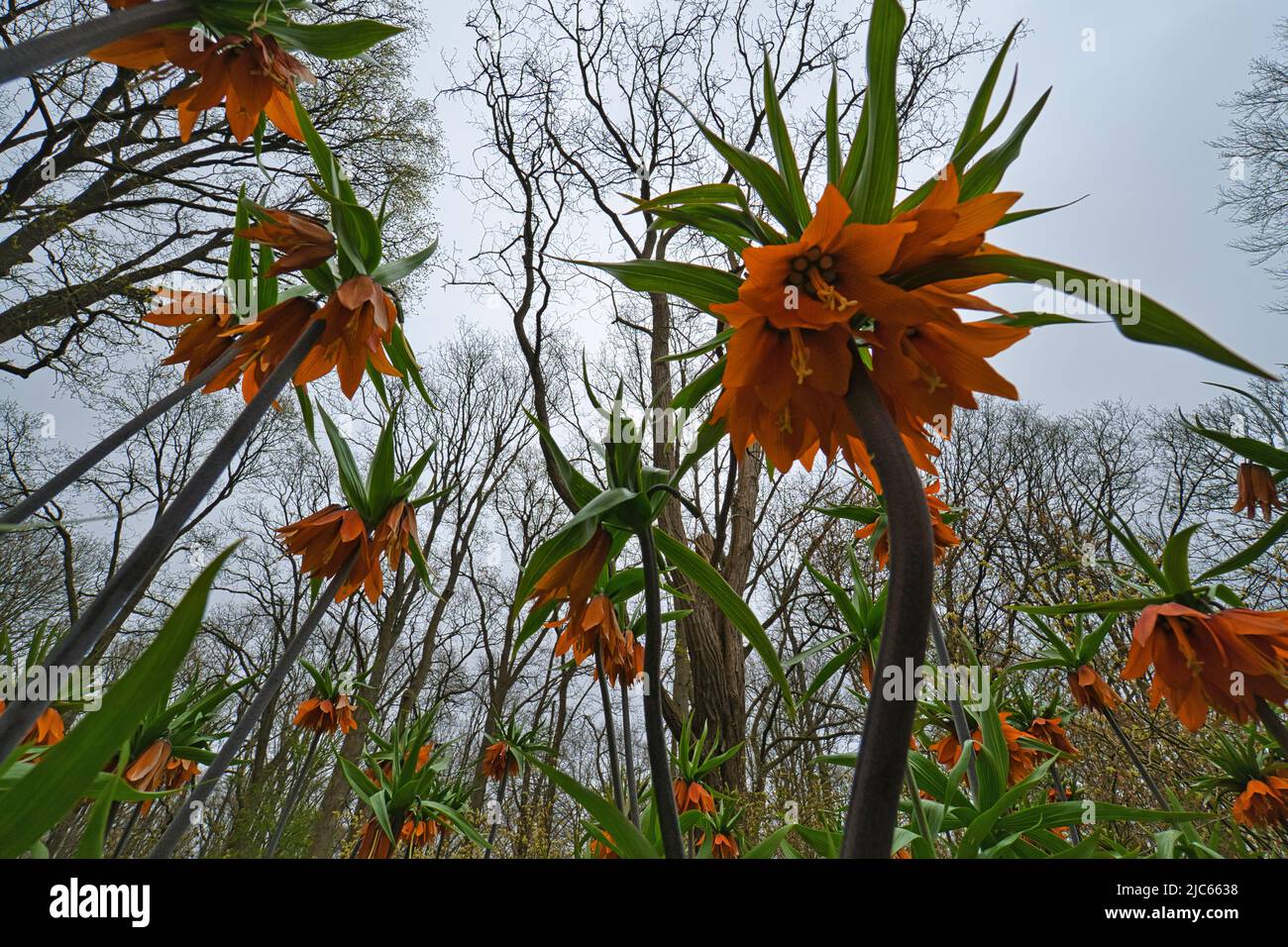 Couronne d'empereur avec fleurs suspendues en forme de cloche dans l'orange vif Banque D'Images