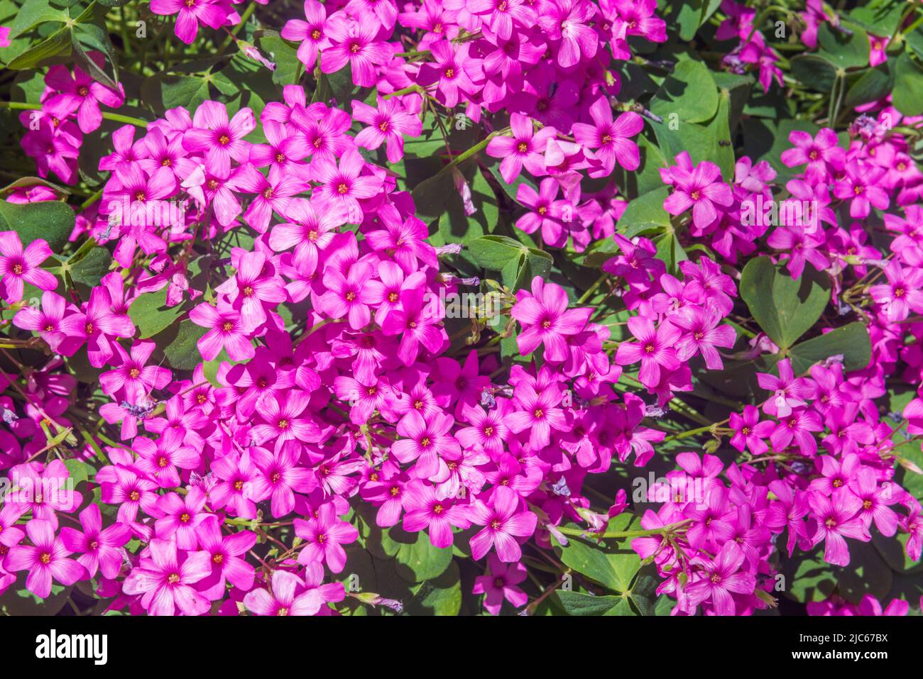 Fleurs violettes. Banque D'Images