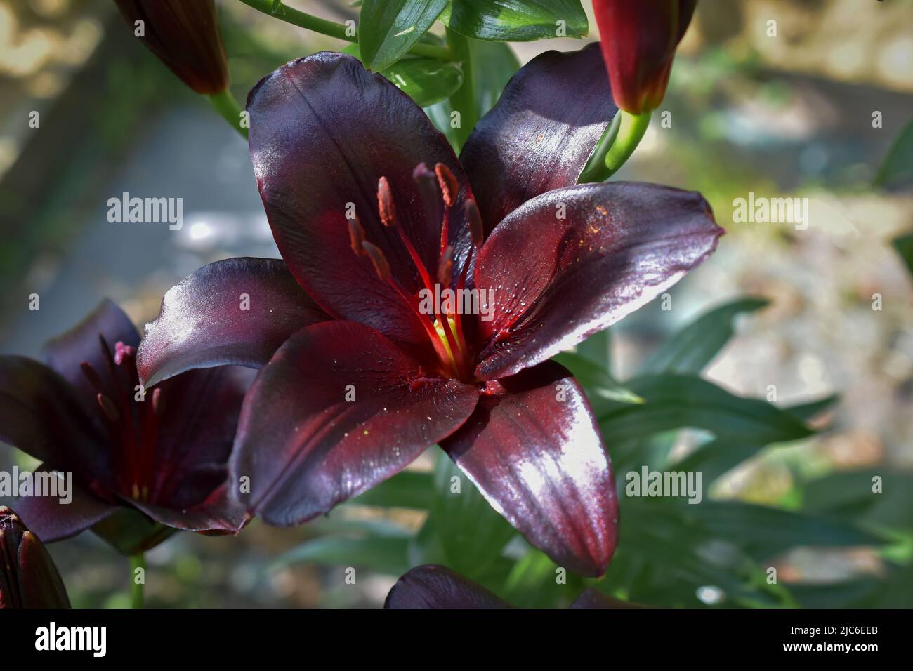 Lys Nightrider (jardin du ruisseau de l'église 2022) Banque D'Images