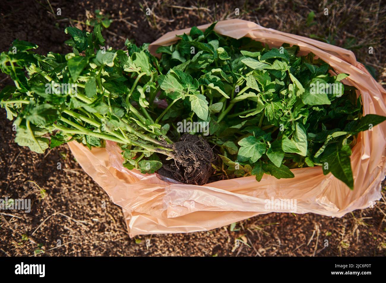 Pelle de jardin sur un sol meuble et piqué et semis de tomate nouvellement planté pour la culture en terrain ouvert. Horticulture, loisirs agricoles, affaires Banque D'Images