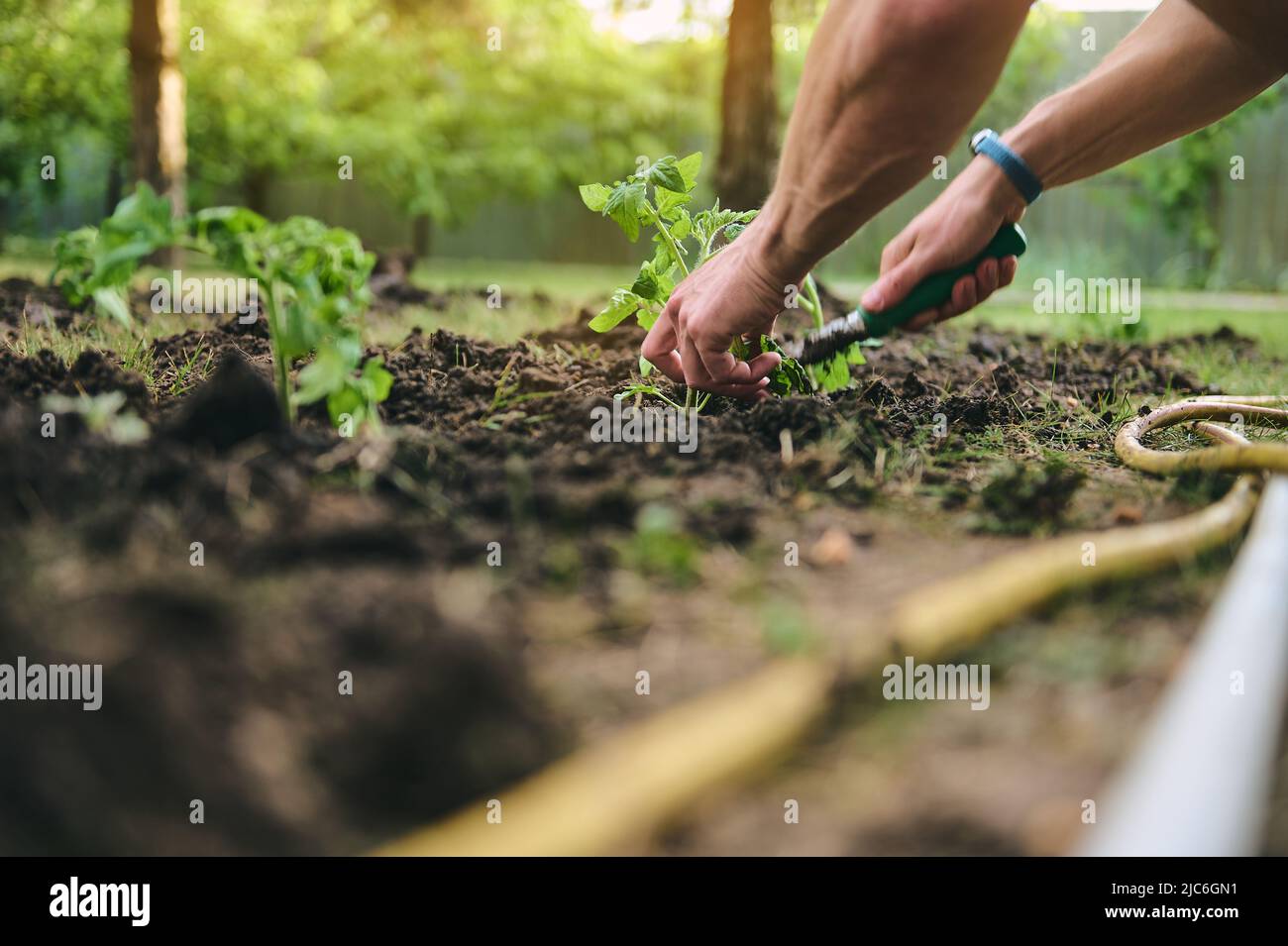 Détails des mains d'un agriculteur plantant des semis en sol noir ...
