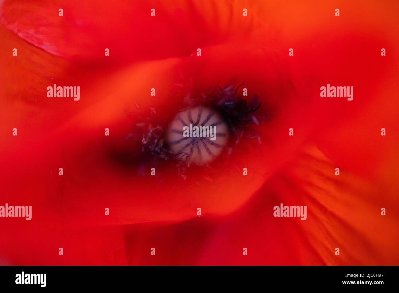 Gros plan du cœur d'une fleur de pavot Banque D'Images