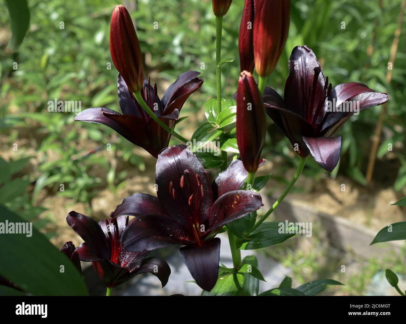 Lys Nightrider (jardin du ruisseau de l'église 2022) Banque D'Images
