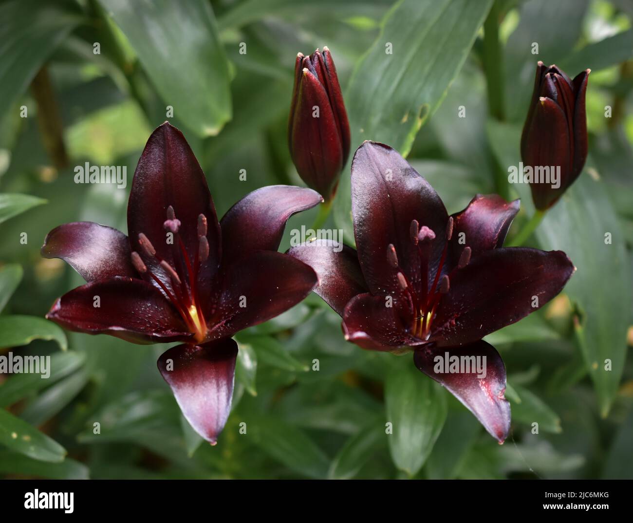 Lys Nightrider (jardin du ruisseau de l'église 2022) Banque D'Images