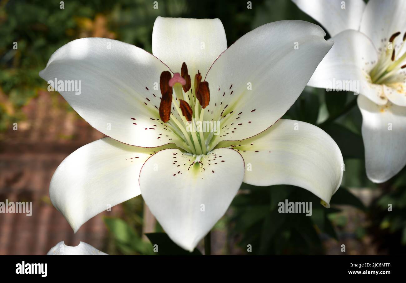 Lys eyeliner (jardin du ruisseau de l'église 2022) Banque D'Images