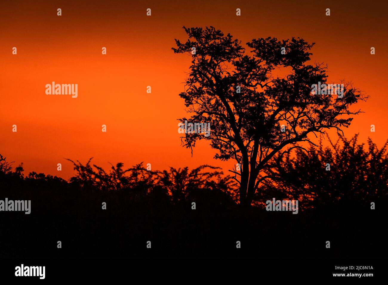 Arbre de pluie au coucher du soleil au Botswana Banque D'Images