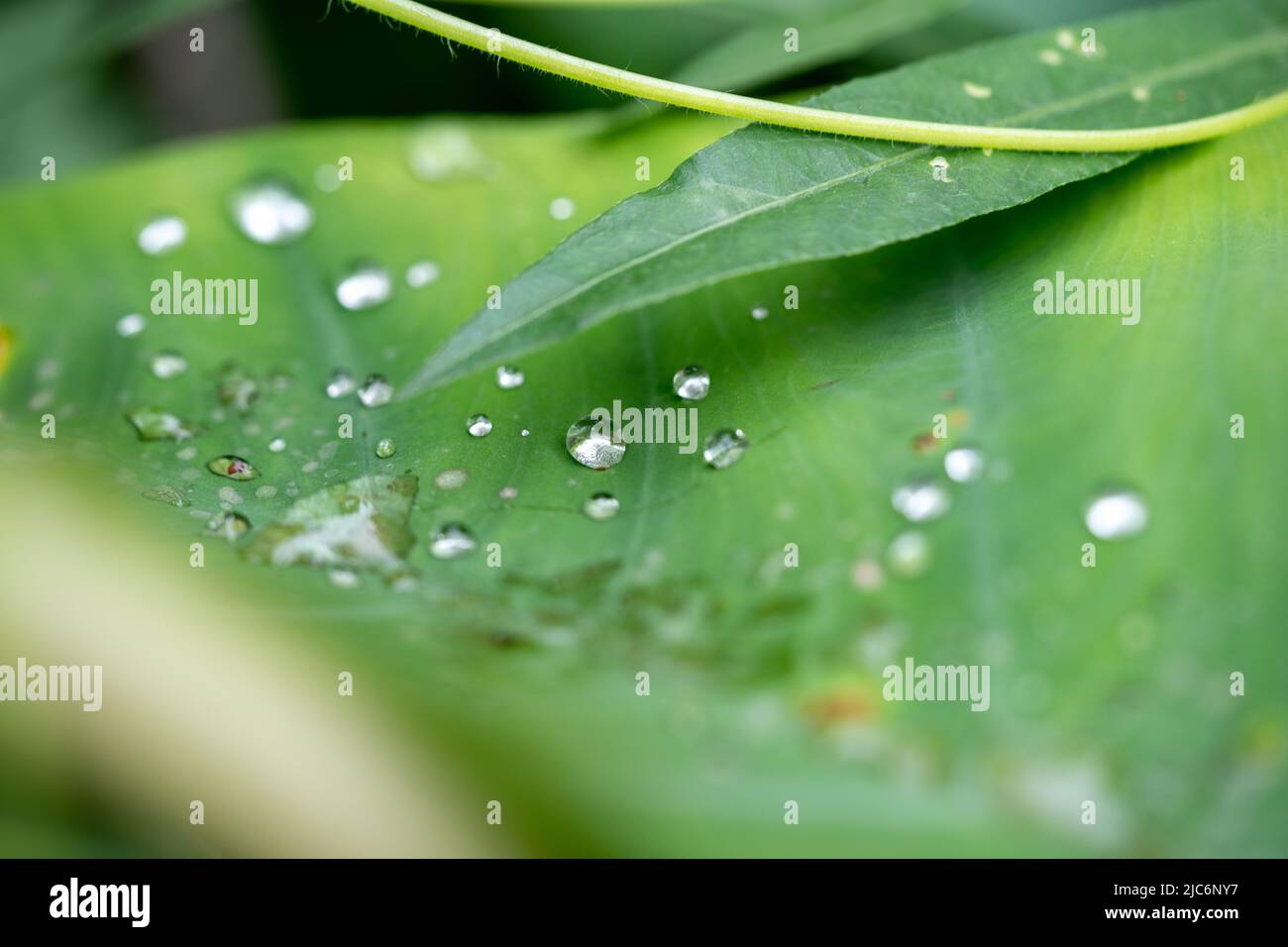 Beau détail de gouttes d'eau sur leaf - macro détail Banque D'Images