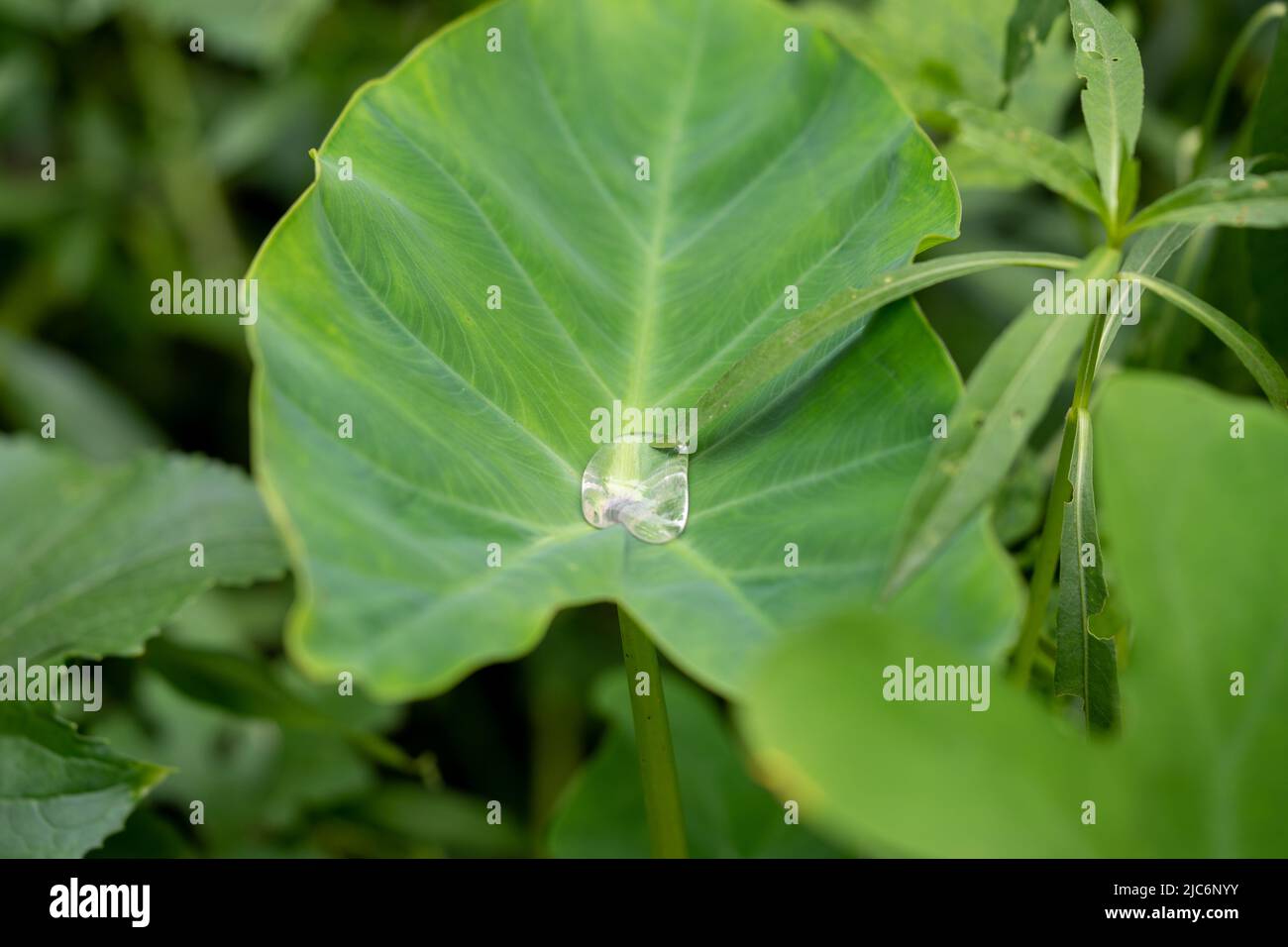 Beau détail de gouttes d'eau sur leaf - macro détail Banque D'Images