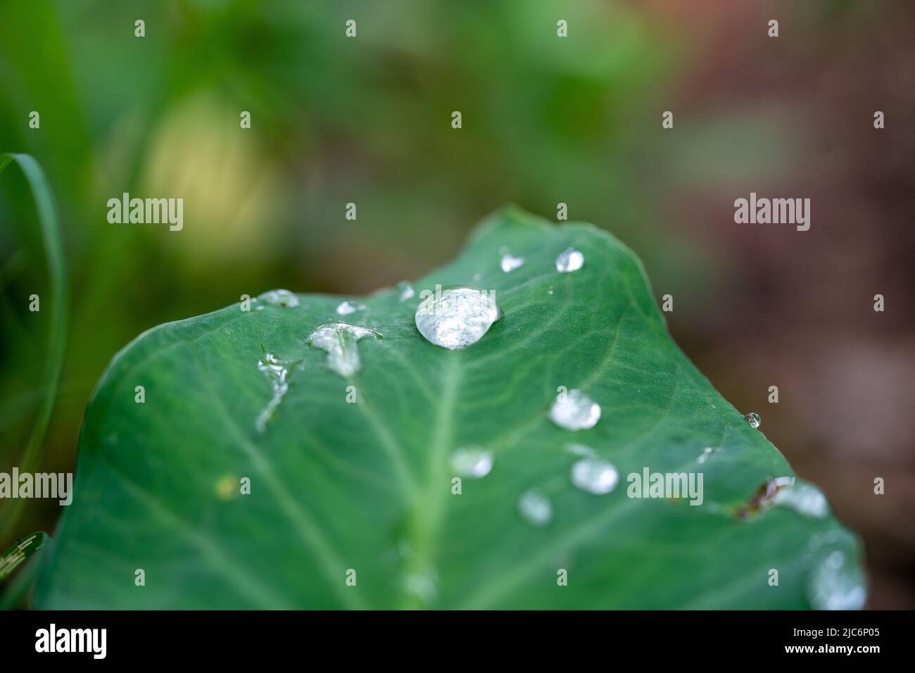 Beau détail de gouttes d'eau sur leaf - macro détail Banque D'Images