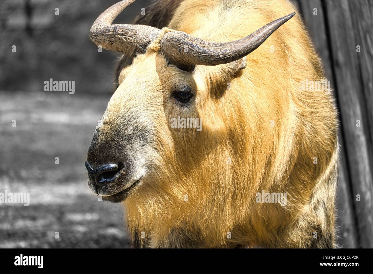 yak d'or (bos mutus) avec une belle fourrure et des cornes. Espèces de bovins de l'Himalaya. Photo d'animal de mammifère Banque D'Images