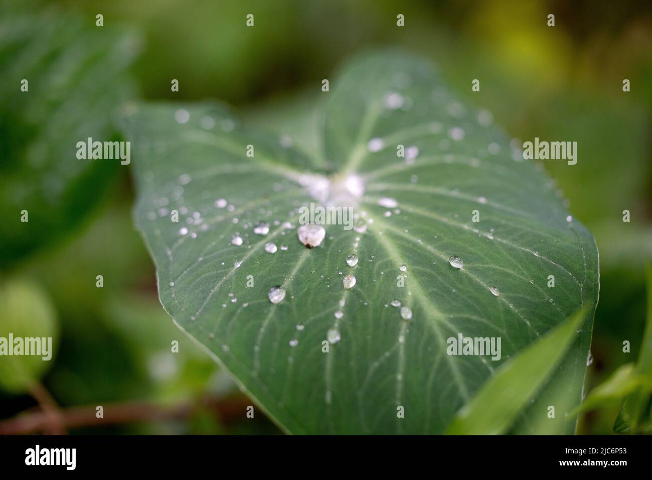 Beau détail de gouttes d'eau sur leaf - macro détail Banque D'Images