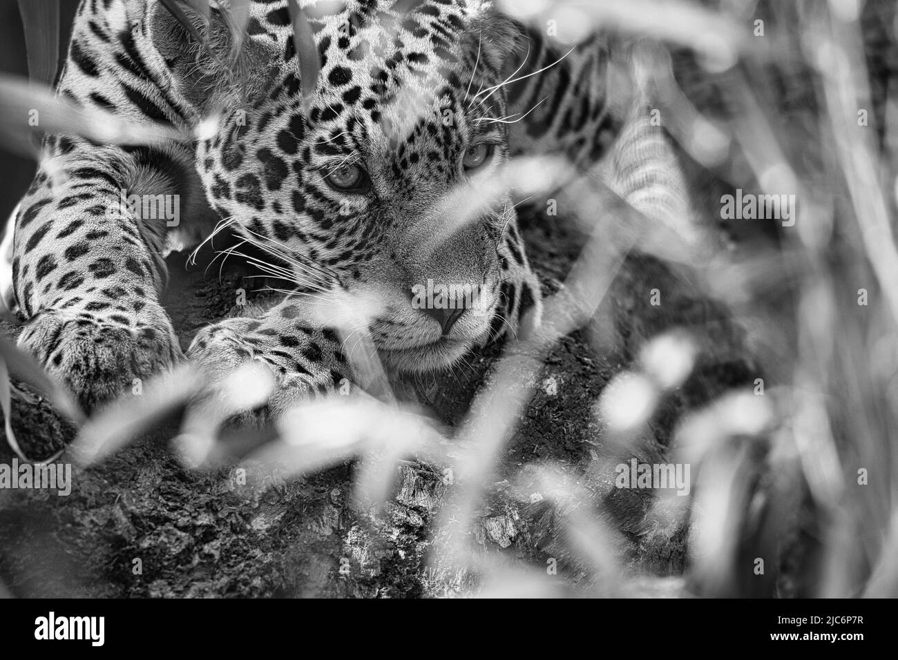 Jaguar en noir et blanc, couché derrière l'herbe. fourrure à pois, camouflage qui rôde. Le grand chat est un prédateur. Regardez le visualiseur. Photo d'animal d'une chasse Banque D'Images