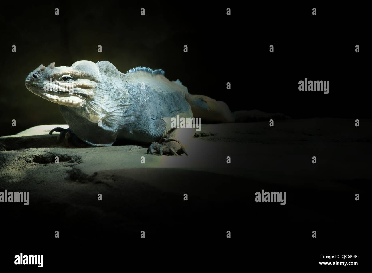 grand iguana allongé sur une pierre. Peigne épineux et peau squameuse. Photo d'animal d'un reptile Banque D'Images