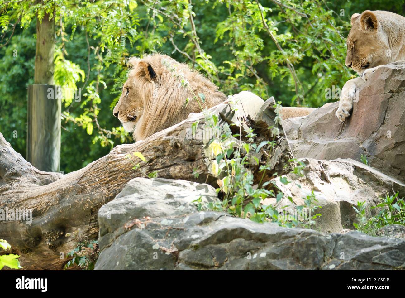 Couple de lions allongé sur un rocher. Les prédateurs détendus regardant dans la distance. Photo d'animal du grand chat. Banque D'Images
