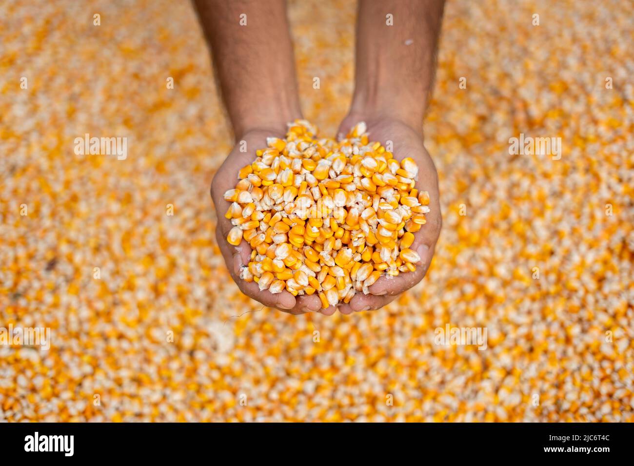 Farmer holding corn grains dans ses mains Banque D'Images