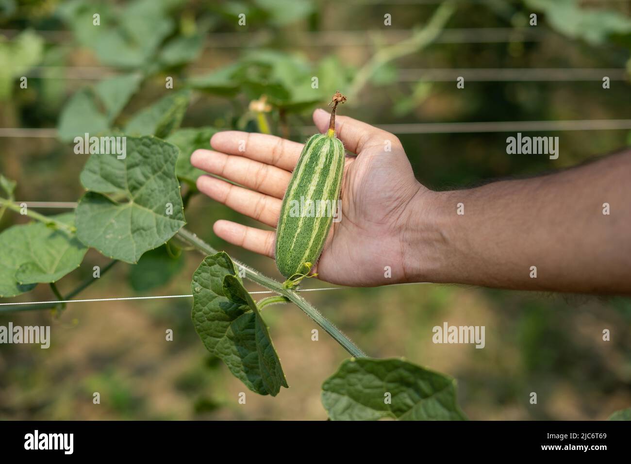 Hand holding green Pointed gourde in vegetable garden Banque D'Images