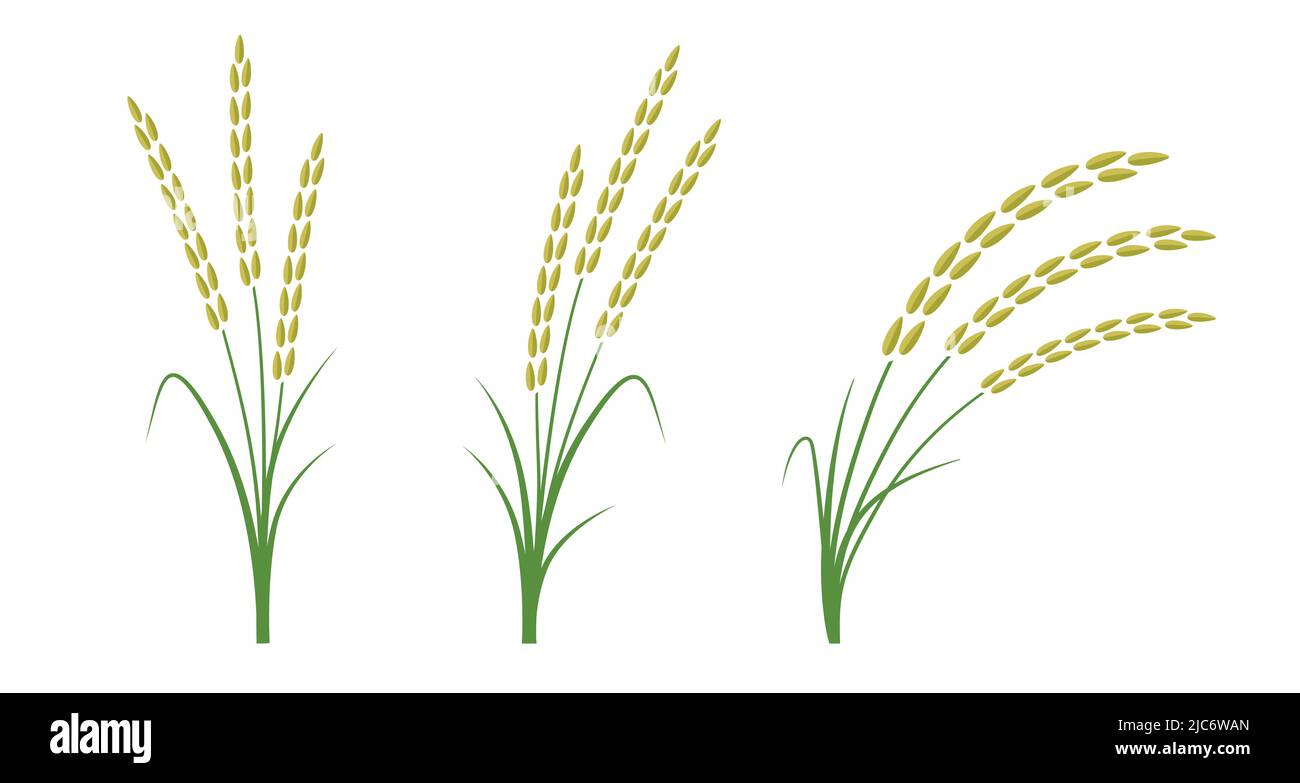 Symbole de plante de champ de riz pour l'agriculture et l'agriculture de riz icône d'illustration vectorielle Illustration de Vecteur